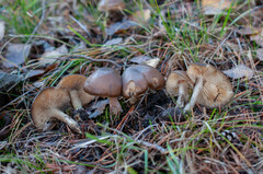 Lyophyllum aemiliae