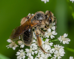 Andrena crataegi