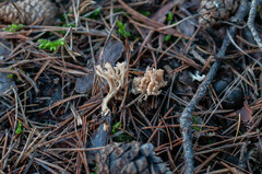Ramaria gracilis
