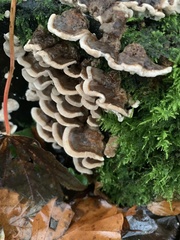 Trametes ochracea