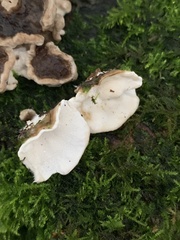 Trametes ochracea