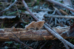 Lentinellus micheneri