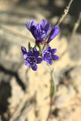 Codonorhiza elandsmontana