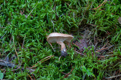 Bonomyces arnoldii