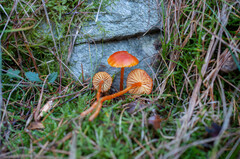 Hygrocybe mucronella