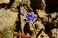 Codonorhiza elandsmontana