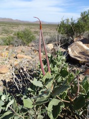 Mandevilla macrosiphon