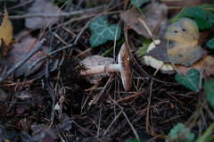 Lepiota pseudolilacea