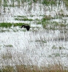 Rostrhamus sociabilis