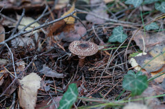 Lepiota pseudolilacea