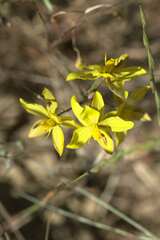 Cyanella lutea