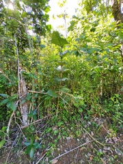 Coccoloba rugosa