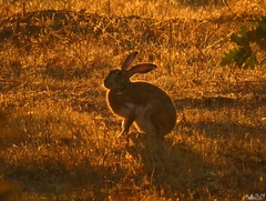 Lepus granatensis