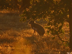 Lepus granatensis