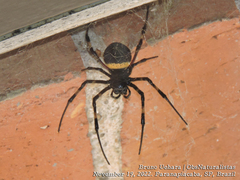 Nephilingis cruentata