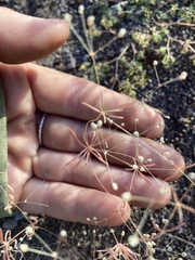 Eriogonum trichopes