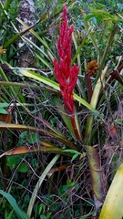 Bromeliaceae