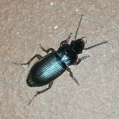 Harpalus