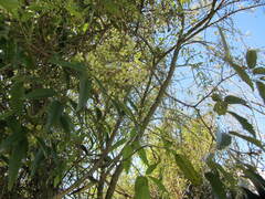 Rubus schmidelioides