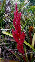 Bromeliaceae