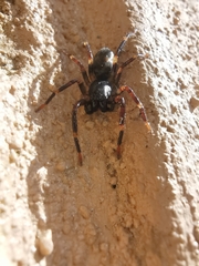 Corinnidae