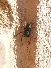 Corinnidae