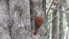 Lepidocolaptes angustirostris