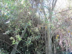 Rubus schmidelioides