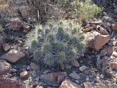 Echinocereus stramineus