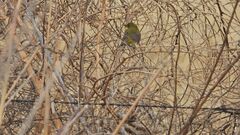 Pseudocolopteryx acutipennis