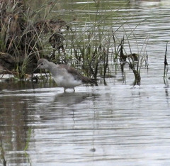 Charadriiformes
