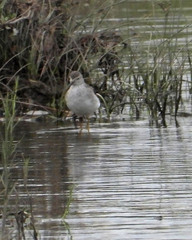 Charadriiformes