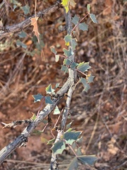 Berberis fremontii