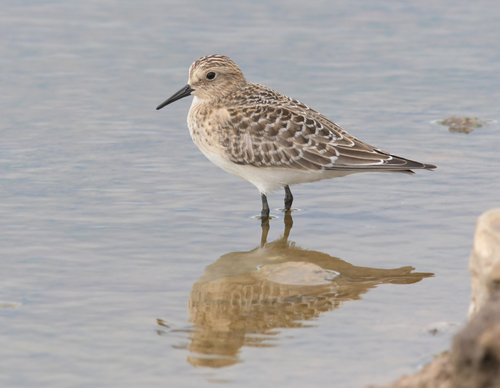 Representative image of Calidris bairdii