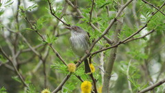 Hemitriccus margaritaceiventer