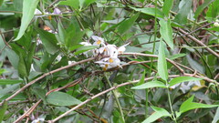Solanum laxum