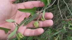 Araujia brachystephana