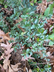 Ligustrum quihoui