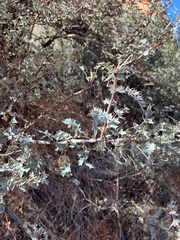 Berberis fremontii