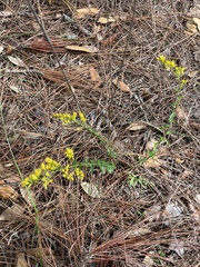 Solidago chapmanii