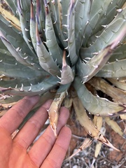 Agave utahensis