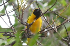 Ploceus velatus caurinus