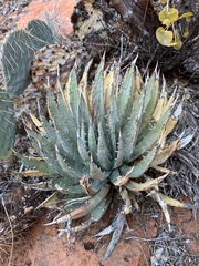 Agave utahensis