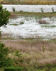 Rostrhamus sociabilis