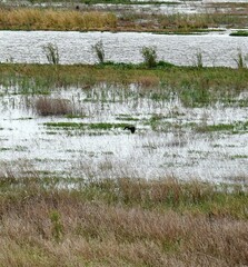 Rostrhamus sociabilis