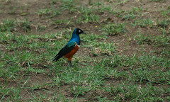 Lamprotornis superbus