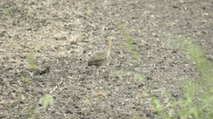 Rhynchotus rufescens