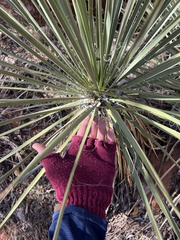 Yucca angustissima