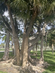 Ficus altissima