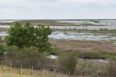 Rostrhamus sociabilis